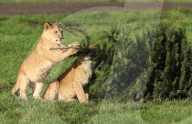 FEATURE - Löwenfamilie erfreut sich an Christbäumen
