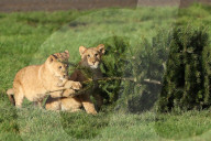 FEATURE - Löwenfamilie erfreut sich an Christbäumen