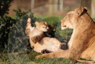 FEATURE - Löwenfamilie erfreut sich an Christbäumen