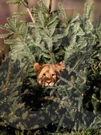 FEATURE - Löwenfamilie erfreut sich an Christbäumen