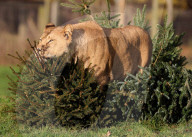 FEATURE - Löwenfamilie erfreut sich an Christbäumen