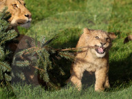 FEATURE - Löwenfamilie erfreut sich an Christbäumen