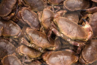 FEATURE - Krabbenfischer in Dorset