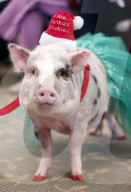 FEATURE - Thearpie Glücksschwein