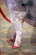 FEATURE - Thearpie Glücksschwein