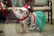 FEATURE - Thearpie Glücksschwein