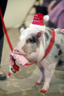 FEATURE - Thearpie Glücksschwein