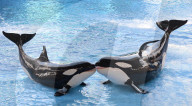 NEWS - Tilikum ist tot: Der berühmte "Blackfish"-Orca stirbt mit 36