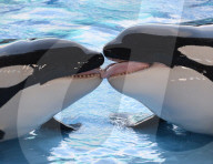 NEWS - Tilikum ist tot: Der berühmte "Blackfish"-Orca stirbt mit 36