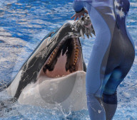 NEWS - Tilikum ist tot: Der berühmte "Blackfish"-Orca stirbt mit 36