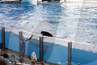 NEWS - Tilikum ist tot: Der berühmte "Blackfish"-Orca stirbt mit 36