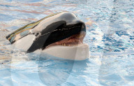 NEWS - Tilikum ist tot: Der berühmte "Blackfish"-Orca stirbt mit 36