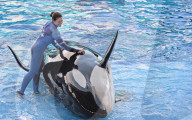 NEWS - Tilikum ist tot: Der berühmte "Blackfish"-Orca stirbt mit 36