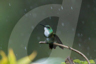 FEATURE - So schön sind Kolibris