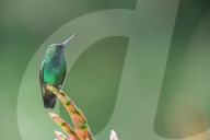 FEATURE - So schön sind Kolibris