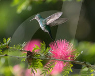 FEATURE - So schön sind Kolibris