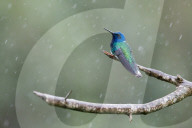 FEATURE - So schön sind Kolibris
