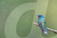 FEATURE - So schön sind Kolibris