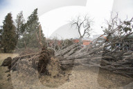NEWS - Windsturm in Colorado Springs reisst Bäume aus