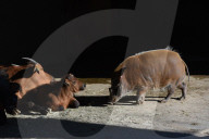 FEATURE - Kleiner Zwergbüffel im Zoo von Madrid