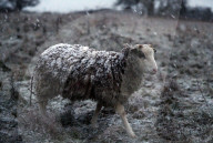 NEWS - Grossbritannien: Winterwetter