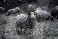 NEWS - Grossbritannien: Winterwetter