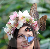 FEATURE - Schmetterlinge: Ein lebendiger Kopfschmuck
