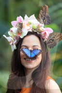 FEATURE - Schmetterlinge: Ein lebendiger Kopfschmuck