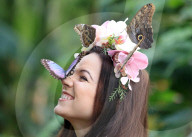 FEATURE - Schmetterlinge: Ein lebendiger Kopfschmuck