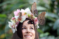FEATURE - Schmetterlinge: Ein lebendiger Kopfschmuck