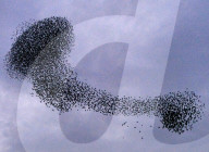FEATURE - Grossartige Vogelformationen in der Luft