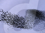 FEATURE - Grossartige Vogelformationen in der Luft