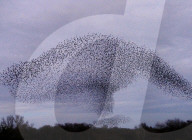FEATURE - Grossartige Vogelformationen in der Luft