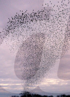 FEATURE - Grossartige Vogelformationen in der Luft