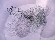 FEATURE - Grossartige Vogelformationen in der Luft
