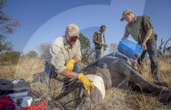 PEOPLE - Prinz Harry zu Besuch in Botswana