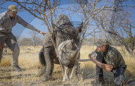 PEOPLE - Prinz Harry zu Besuch in Botswana