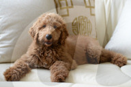 NEWS - Patton der Goldendoodle ist auserwählter "First Dog" von Amerika