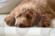 NEWS - Patton der Goldendoodle ist auserwählter "First Dog" von Amerika