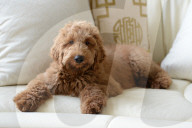 NEWS - Patton der Goldendoodle ist auserwählter "First Dog" von Amerika