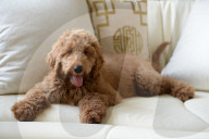 NEWS - Patton der Goldendoodle ist auserwählter "First Dog" von Amerika