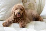 NEWS - Patton der Goldendoodle ist auserwählter "First Dog" von Amerika