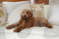 NEWS - Patton der Goldendoodle ist auserwählter "First Dog" von Amerika