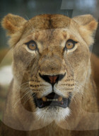 FEATURE - Löwen lächeln im Zambi Wildlife Park in Sydney