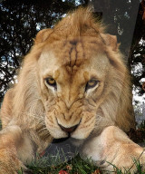 FEATURE - Löwen lächeln im Zambi Wildlife Park in Sydney