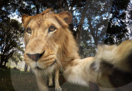 FEATURE - Löwen lächeln im Zambi Wildlife Park in Sydney