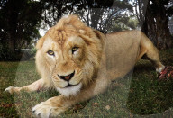 FEATURE - Löwen lächeln im Zambi Wildlife Park in Sydney