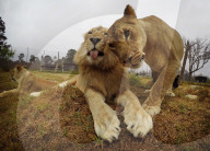 FEATURE - Löwen lächeln im Zambi Wildlife Park in Sydney