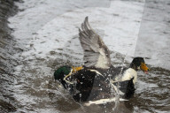 FEATURE - Entenkampf in Kroatien