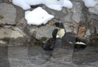 FEATURE - Entenkampf in Kroatien